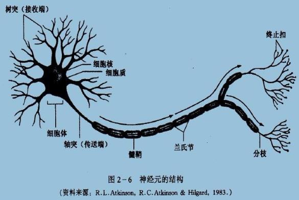 為什么你不記得嬰幼兒時(shí)期發(fā)生的事情？記憶會一直保留到離開人世嗎