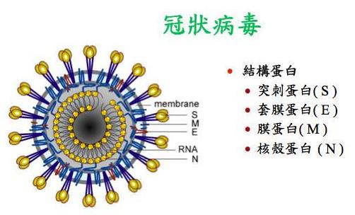 24問新型冠狀病毒肺炎乙類傳染病 事實(shí)到勘謬最全知識(shí)點(diǎn)