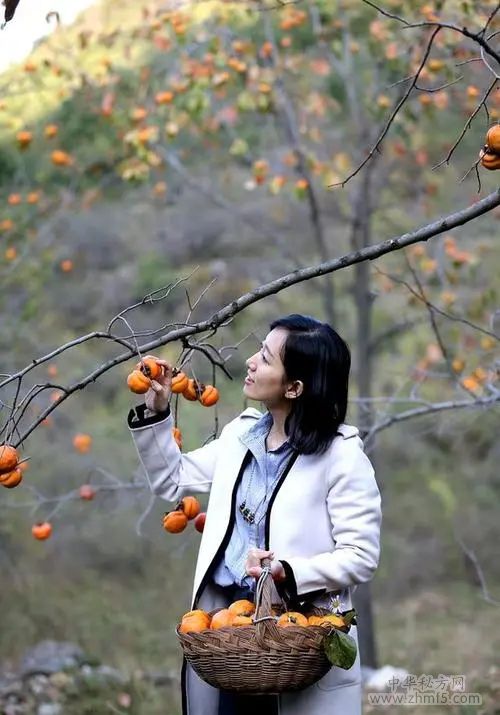 女性吃柿子的好處 吃柿子的禁忌事項(xiàng)