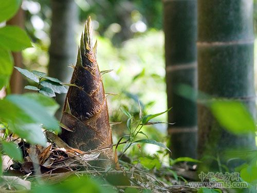 吃春筍的好處與壞處