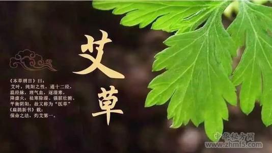 喝艾草水能去濕氣嗎 長(zhǎng)期喝艾草水的好處