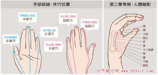 手部經(jīng)絡 井穴位置