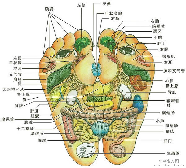 腳部反射區(qū)