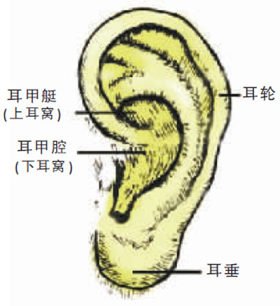 看耳識(shí)病