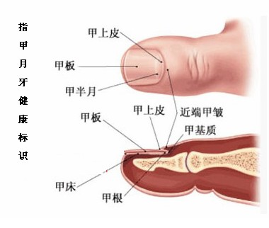 手指甲月牙