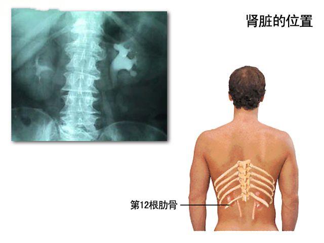 腎臟的位置示意圖