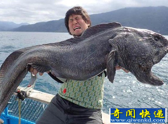 狼魚