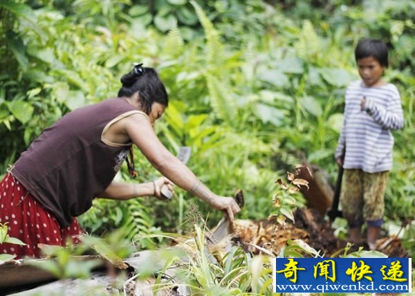 毛毛蟲作食物？ 神秘部落毛蟲主食磨牙求偶