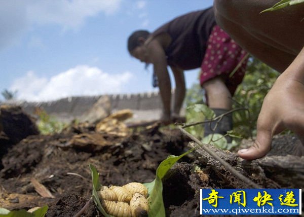 毛毛蟲作食物？ 神秘部落毛蟲主食磨牙求偶