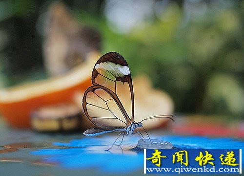 擁有“隱身術(shù)”的透翅蝶 在原生地的數(shù)量并不少