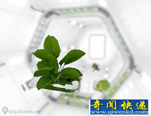 空間站里的菜園子 主要以營養(yǎng)為主