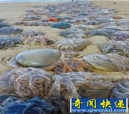 海灘遭水母入侵 水母大軍占領(lǐng)煙臺海灘