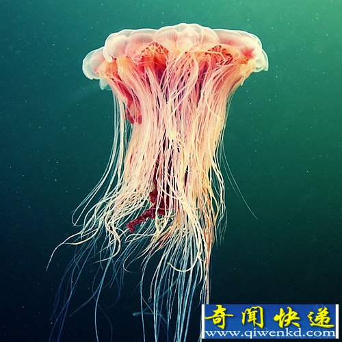 水母之美 是無脊椎動(dòng)物