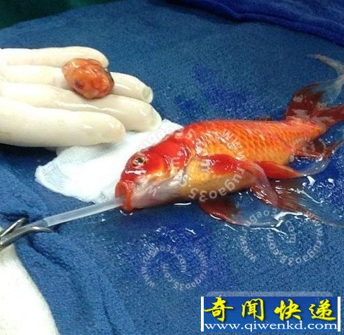 5歲金魚接受手術(shù)新聞引關(guān)注 網(wǎng)友紛紛感嘆金魚的堅(jiān)強(qiáng)