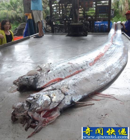 臺灣漁民捕獲地震魚 地震魚能吃嗎