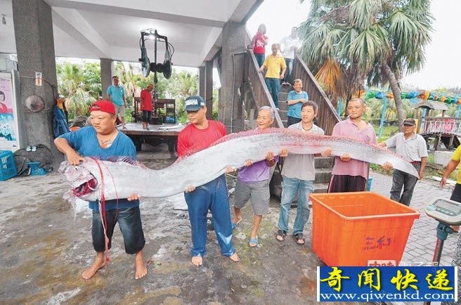 臺灣漁民捕獲地震魚 地震魚能吃嗎