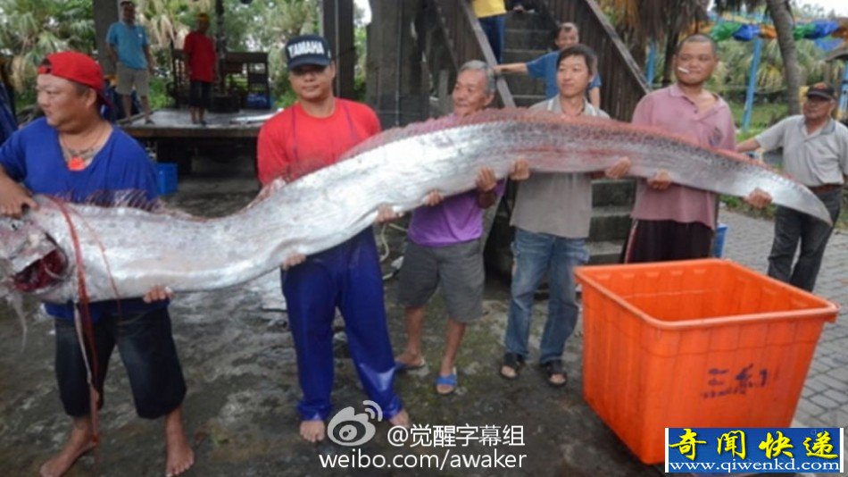 臺灣漁民捕獲地震魚 地震魚能吃嗎