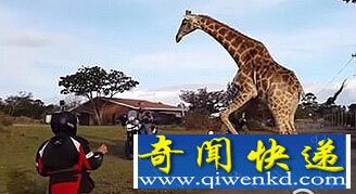 南非一只長(zhǎng)頸鹿性亢奮 欲與寶馬摩托車發(fā)生性關(guān)系