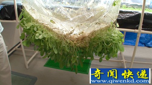 全新植物栽培 植物生長(zhǎng)薄膜表面