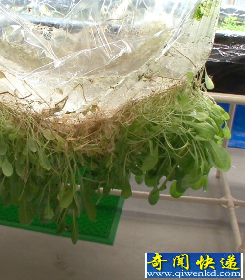 全新植物栽培 植物生長(zhǎng)薄膜表面