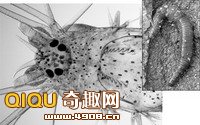 遺傳學(xué)分析顯示蠕蟲(chóng)在進(jìn)化之初曾經(jīng)歷了分離