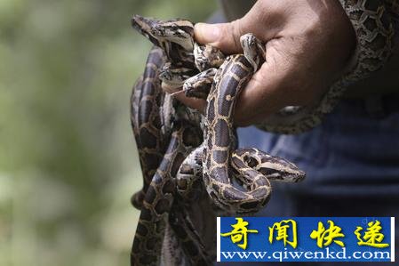 [多圖]實拍印度動物園放生蟒蛇