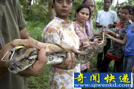 [多圖]實拍印度動物園放生蟒蛇