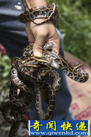 [多圖]實拍印度動物園放生蟒蛇