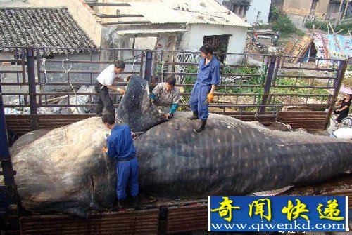 [圖文]浙江樂清12噸鯨鯊被肢解價值三十萬 稱其為“金錢鯊”。