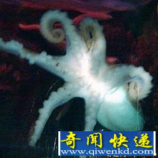 [圖文]英國發(fā)現(xiàn)神秘六爪章魚 是遺傳缺陷所致