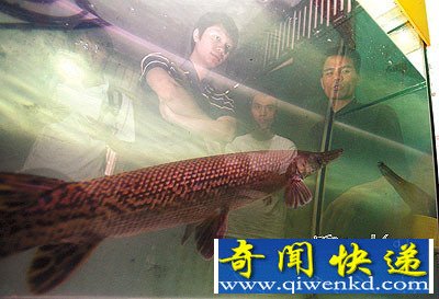 [圖文]怪魚嘴像鱷魚身覆硬鱗兇猛咬人