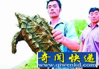 [圖文]秦淮河出現(xiàn)怪龜 身像鱷魚嘴像鷹