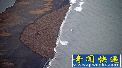 [圖文]阿拉斯加西北部海灘35000只海象集體擱淺