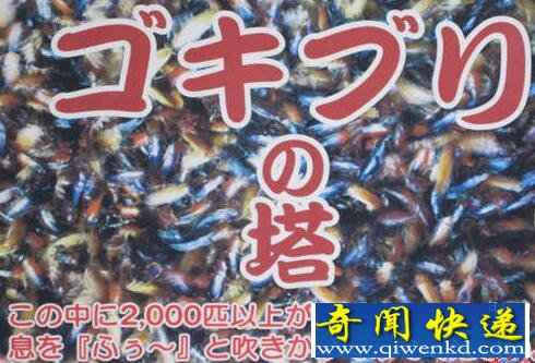 惡心死了！日本推出一座住有2000只住戶的“蟑螂塔”