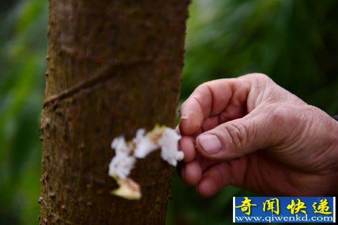 奇葩民俗 過年竟然給樹喂飯