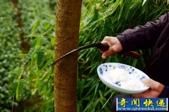 奇葩民俗 過年竟然給樹喂飯