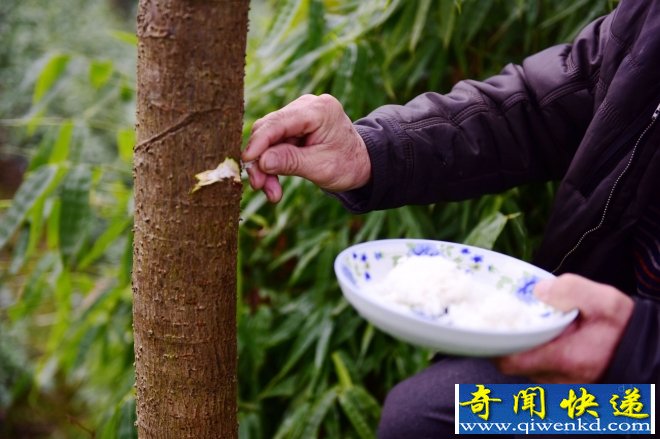 奇葩民俗 過年竟然給樹喂飯