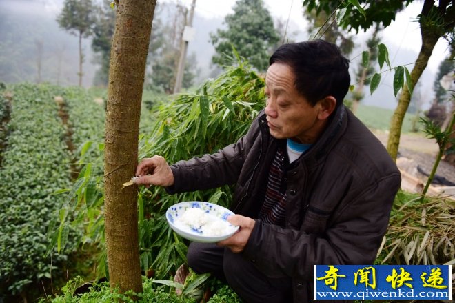 奇葩民俗 過年竟然給樹喂飯