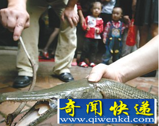 魚(yú)塘驚現(xiàn)吃人魚(yú) 吃人魚(yú)究竟有多恐怖