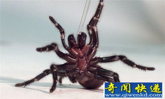 科學(xué)家發(fā)現(xiàn)新型巨型蜘蛛 4雙眼睛2對獠牙體型威猛長相恐怖