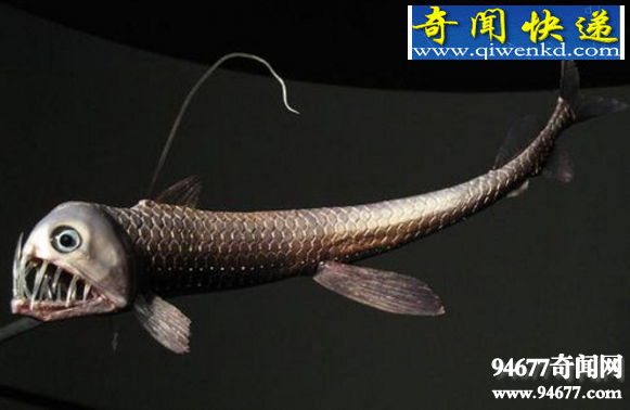 深海五大神秘生物：恐怖毒蛇魚(圖)