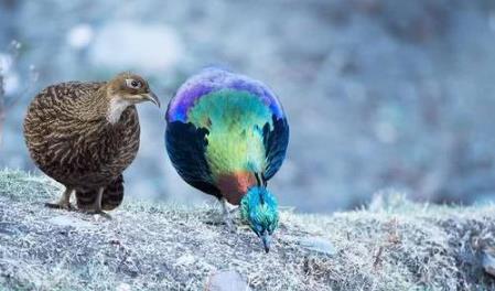 尼泊爾國鳥九色鳥棕尾虹雉 中國一級保護(hù)動物