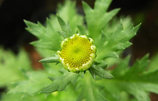 植物驅(qū)趕蚊蟲 有驅(qū)蚊蟲效果的植物