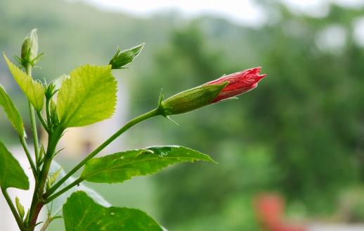 春季養(yǎng)花的六點注意事項