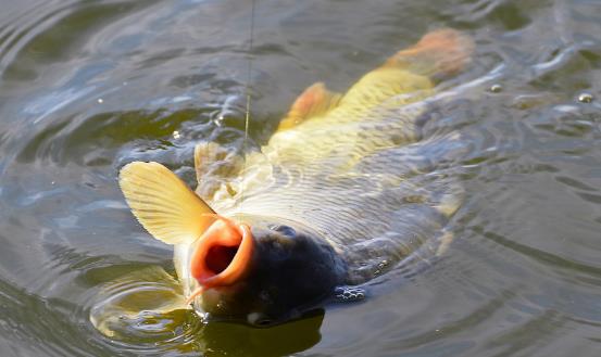 野外釣魚防風(fēng)小竅門 春季釣魚有訣竅