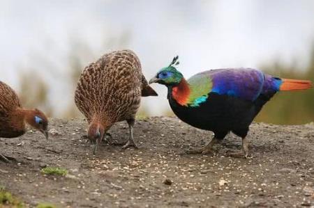 尼泊爾國鳥九色鳥棕尾虹雉 中國一級保護(hù)動物