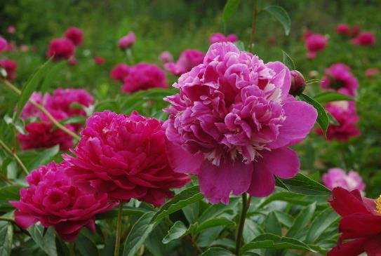 芍藥花一年四季的養(yǎng)護方法 芍藥花養(yǎng)護好花朵才能大 