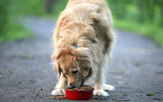 狗狗們挑食厭食的原因 避免狗挑食的解決方法 