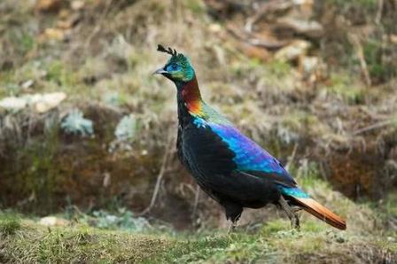 尼泊爾國鳥九色鳥棕尾虹雉 中國一級保護(hù)動物