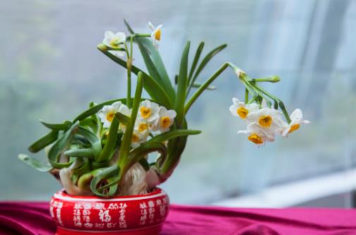 水仙花的正確養(yǎng)護方法 養(yǎng)水仙花的注意事項